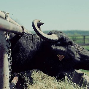 Фото екскурсії Закарпатські насолоди – гастрономічний і термальний тур - 5