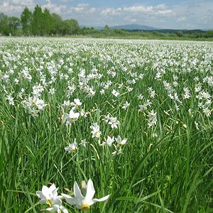 Квітуча Долина нарцисів у Кірешах на Закарпатті