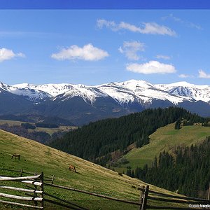 Засніжений Чорногірський хребет в Українських Карпатах